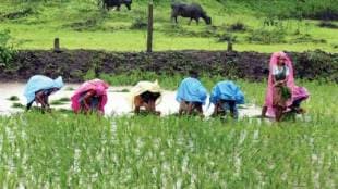 Agristack scheme has been stalled in Shrivardhan