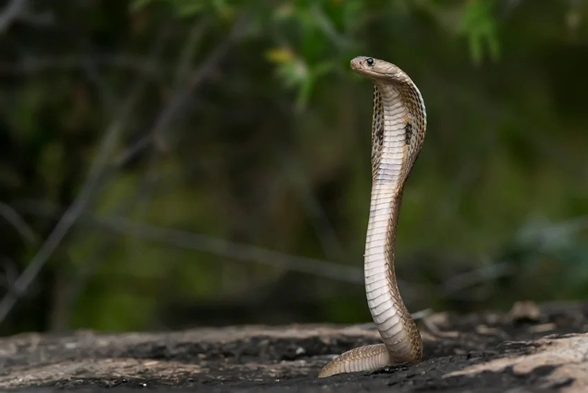 why do snakes fight with mongooses science explained