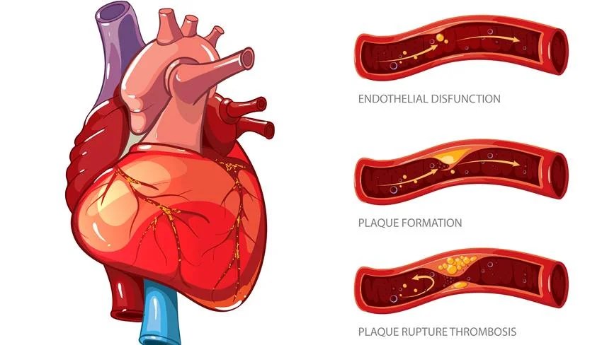 five ayurvedic remedies to improve blood circulation increase strength and keep the heart healthy
