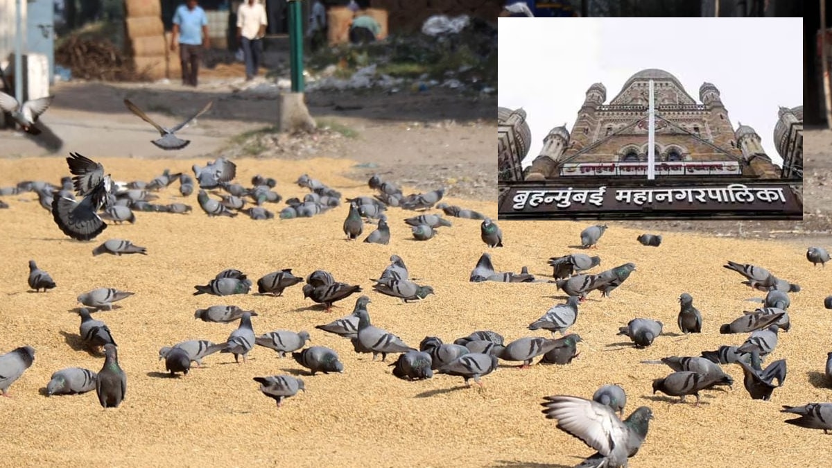 लोकवस्तीपासून पाचशे मीटर अंतरावर कबुतरखाने? शहर भागात जागाच नाही…