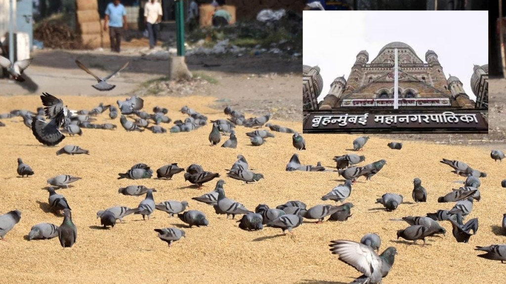 BMC Pigeon Plan mumbai