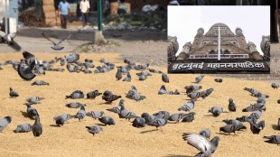 BMC Pigeon Plan mumbai