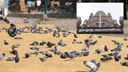 BMC Pigeon Plan mumbai BMC Pigeon Plan mumbai