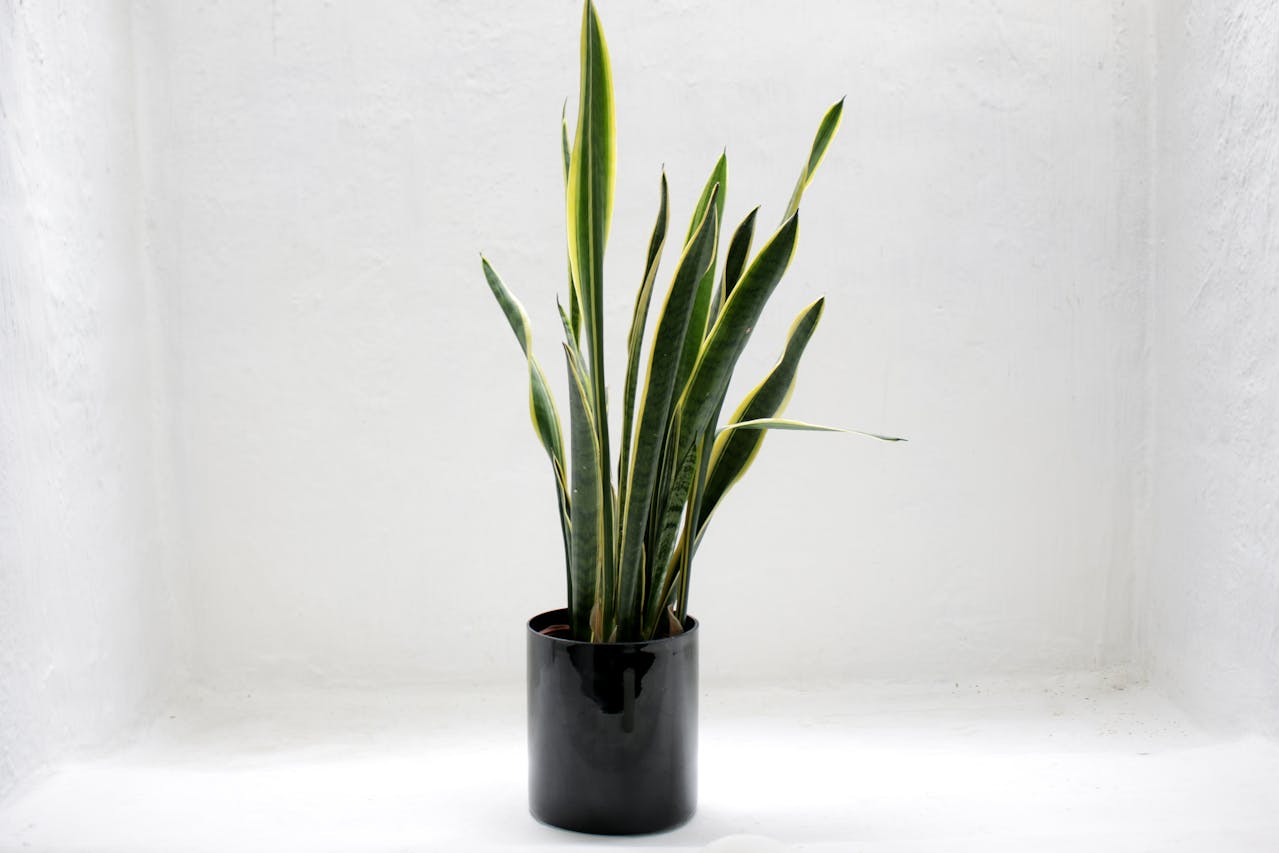 Benefits Of Keeping Snake Plant At Home