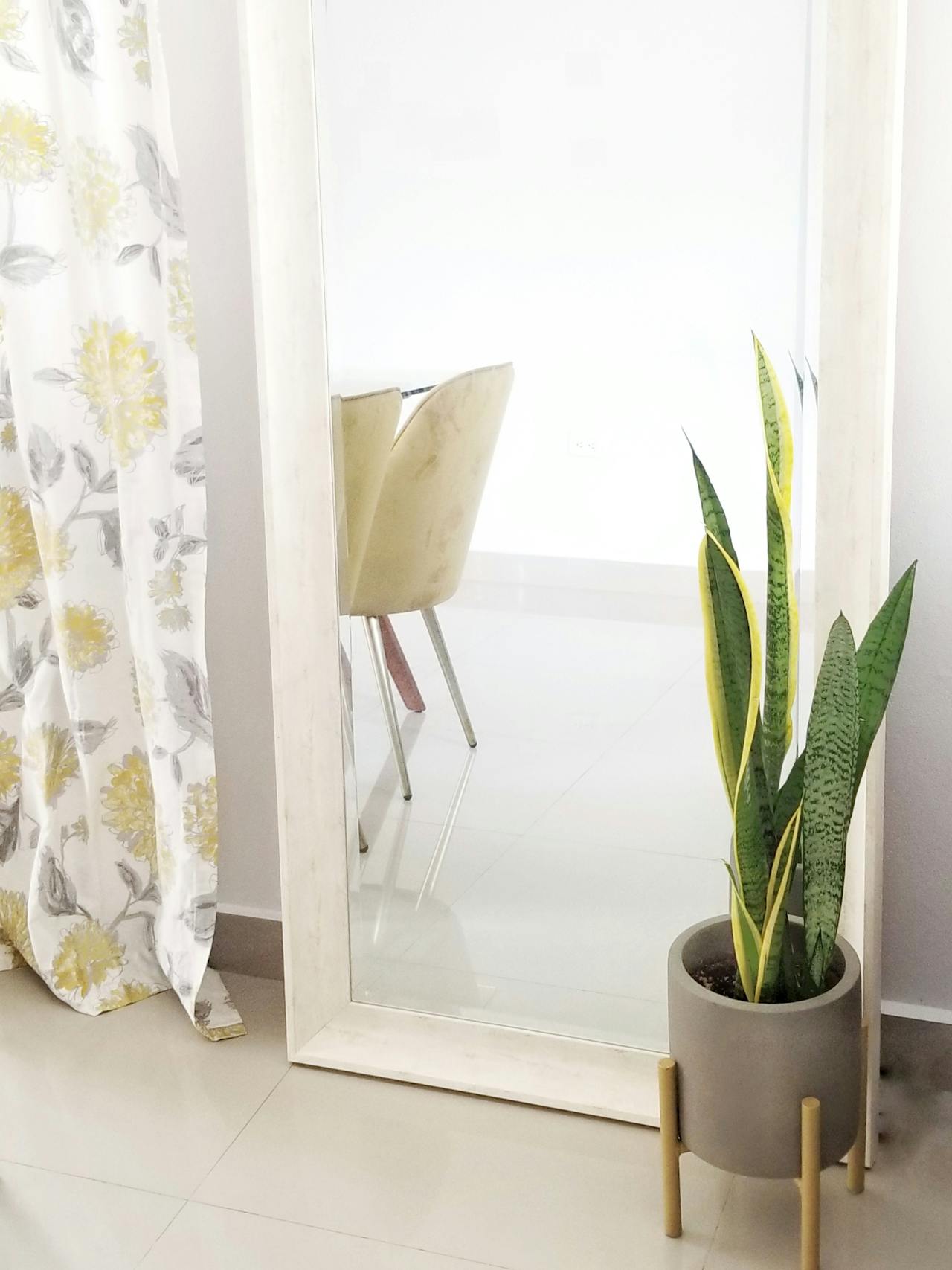 Benefits Of Keeping Snake Plant At Home