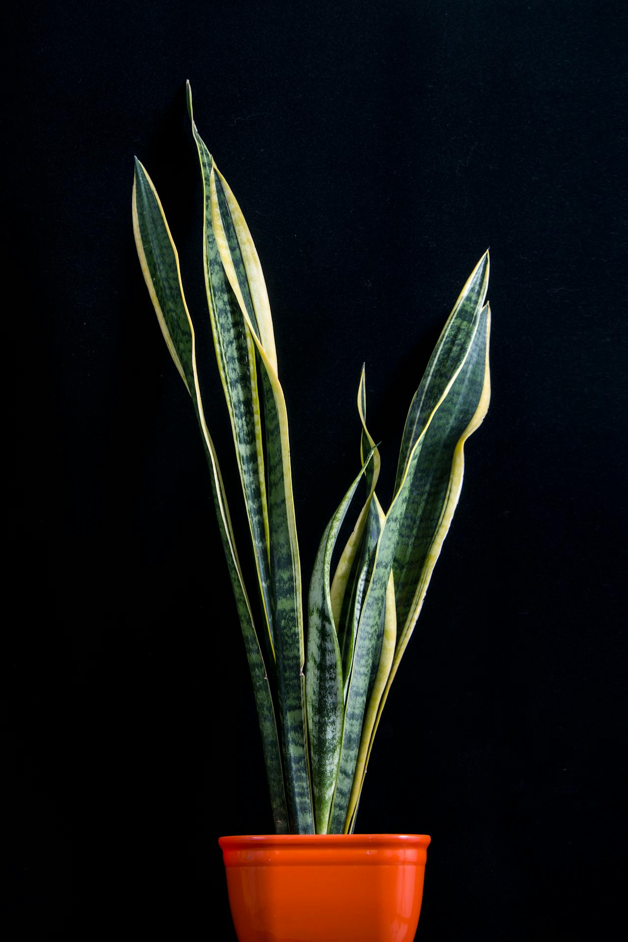 Benefits Of Keeping Snake Plant At Home