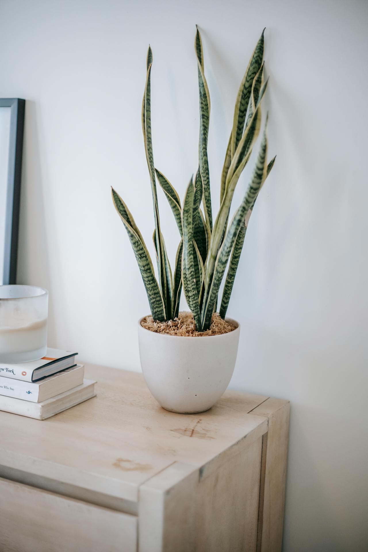 Benefits Of Keeping Snake Plant At Home