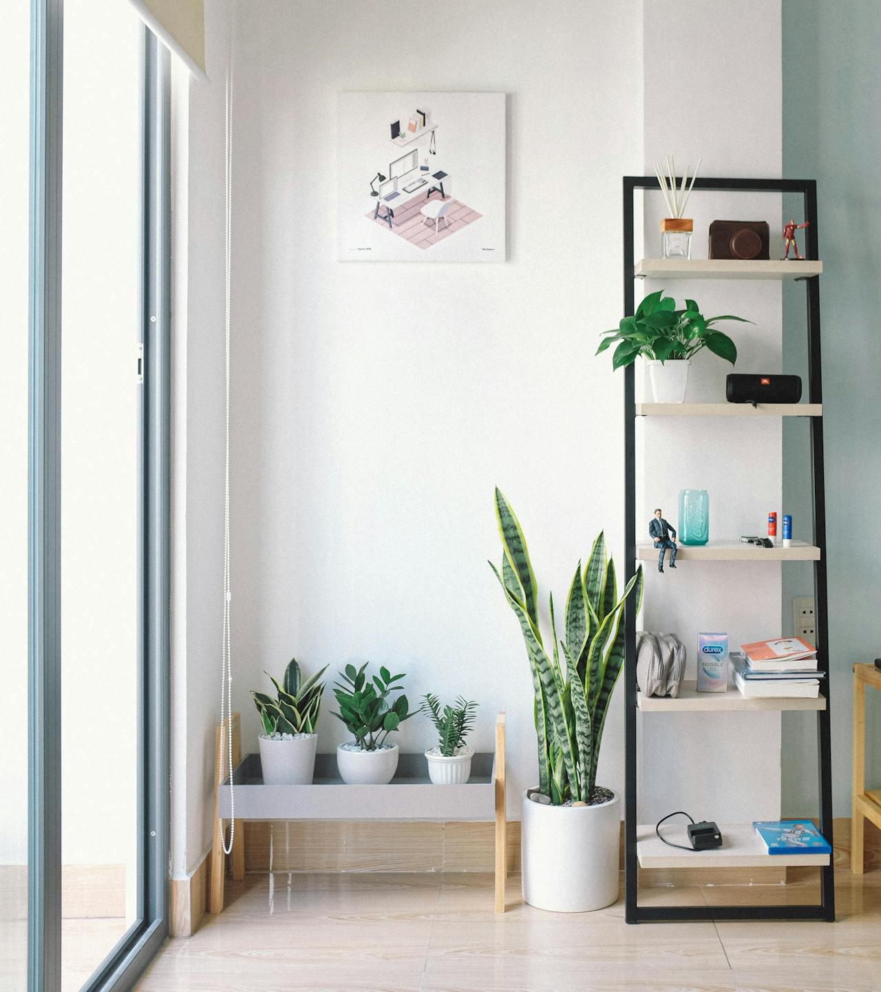 Benefits Of Keeping Snake Plant At Home