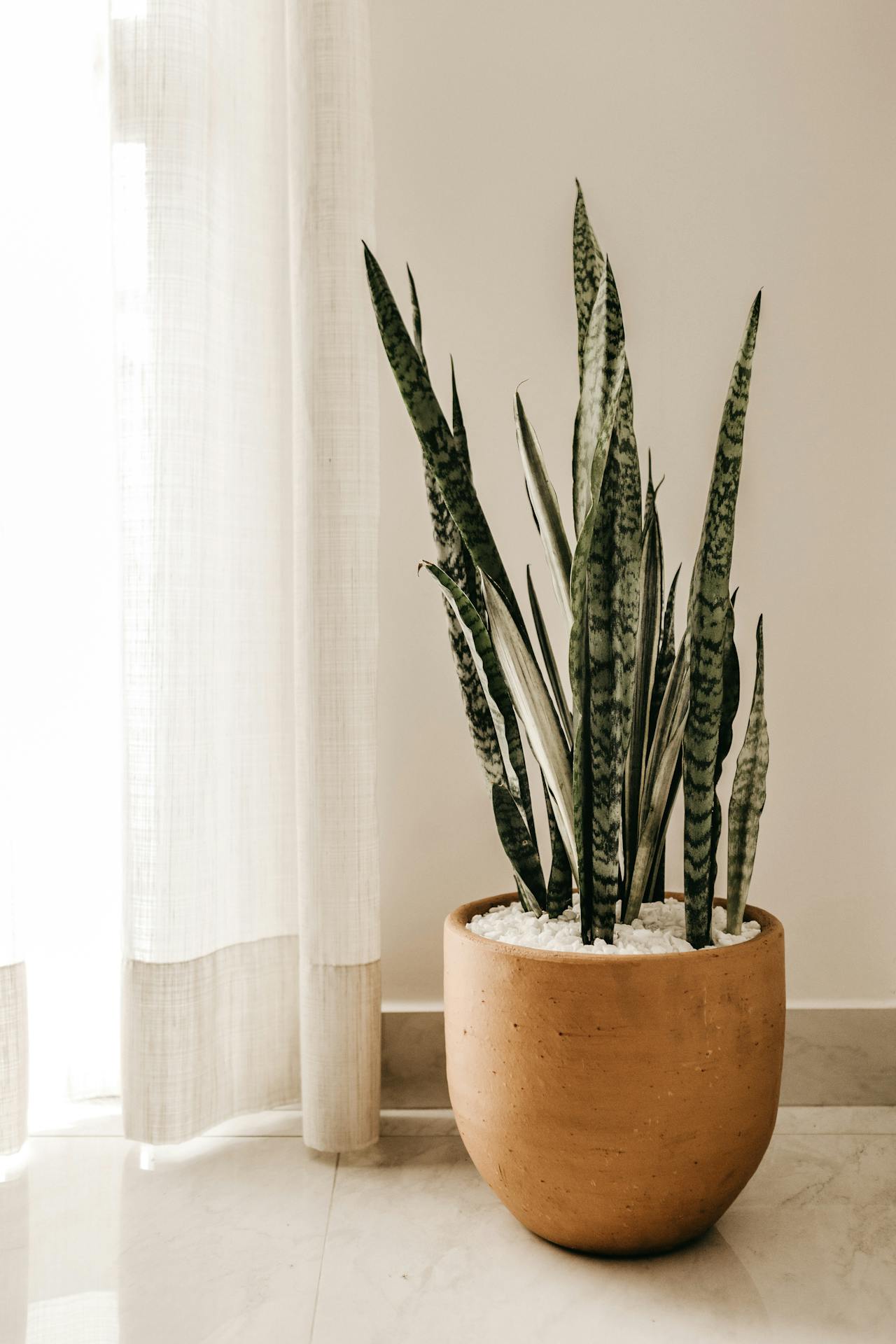 Benefits Of Keeping Snake Plant At Home