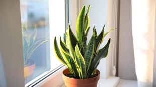 Benefits Of Keeping Snake Plant At Home