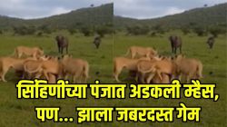 “कुणालाच कमी समजू नका!” सिंहिणींच्या तावडीत अडकली म्हैस, पण इतक्यात डाव उलटला, सिंहिणींचा झाला मोठा गेम, पाहा Video
