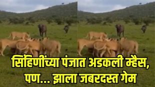 Jungle Survival Buffalo Rescue