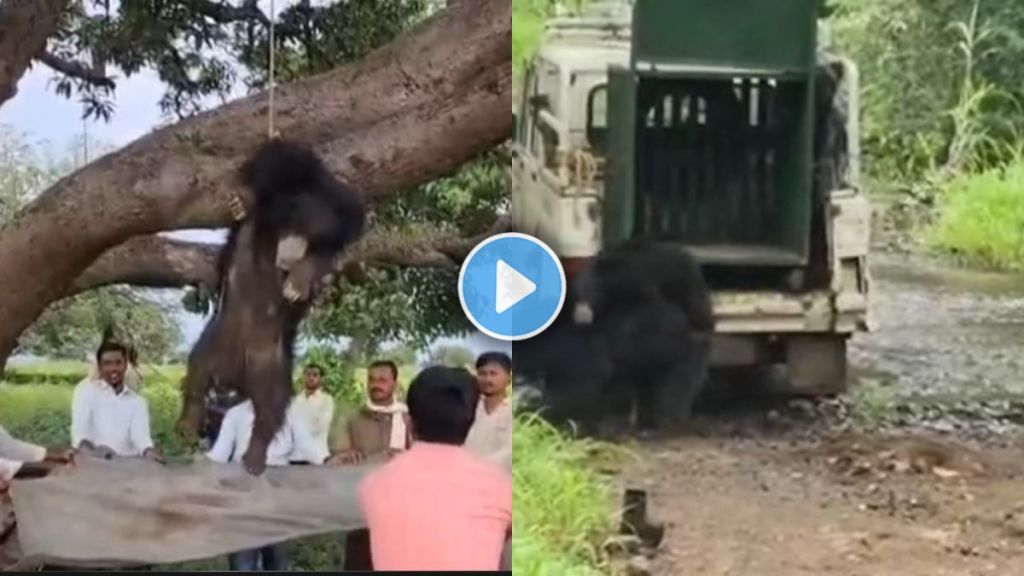 Mother bear cub rescued Buldhana released safely in Ambabarwa sanctuary viral video