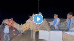 सरन्यायाधीश भूषण गवई यांनी केंद्रीय मंत्र्यांसह घेतला उंटगाडीवरून फिरण्याचा आनंद, तर उंटाच्या दूधापासून…