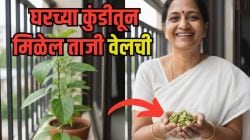 वेलची घरीच फुकटात उगवा, छोट्याशा कुंडीत भराभर वाढेल रोप, ‘हा’ सोपा फंडा एकदा पाहा, तुमच्या घरात दरवळेल सुंगध