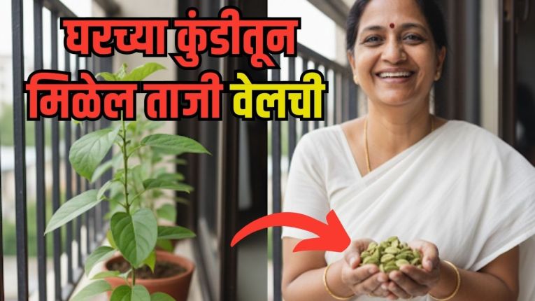 वेलची घरीच फुकटात उगवा, छोट्याशा कुंडीत भराभर वाढेल रोप, ‘हा’ सोपा फंडा एकदा पाहा, तुमच्या घरात दरवळेल सुंगध