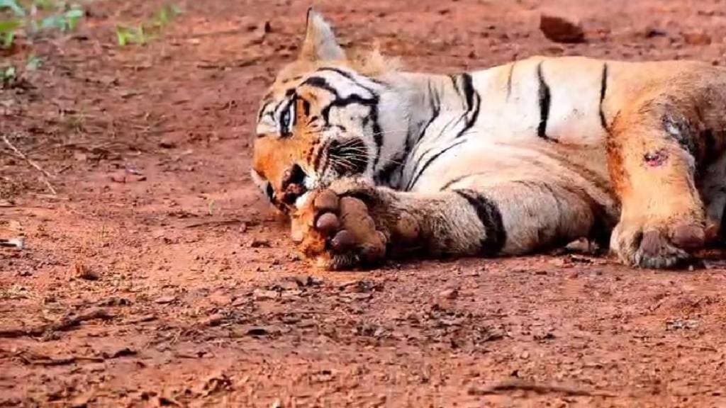 The tiger, 'Chhota Matka', was brought to the Gorewada Rescue Centre in Nagpur on Friday night