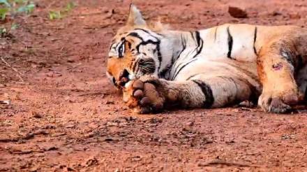 The tiger, 'Chhota Matka', was brought to the Gorewada Rescue Centre in Nagpur on Friday night The tiger, 'Chhota Matka', was brought to the Gorewada Rescue Centre in Nagpur on Friday night