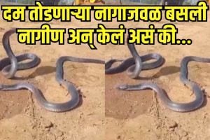 King Cobra Viral Video