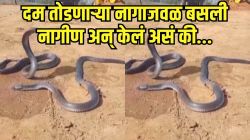 नाग मरणाच्या दाराशी झुंज देत होता, दम तोडणाऱ्या नागाजवळ फणा पसरून बसली नागीण अन् काय केलं पाहा, VIDEO पाहून कळेल ‘खरं प्रेम’ काय असतं