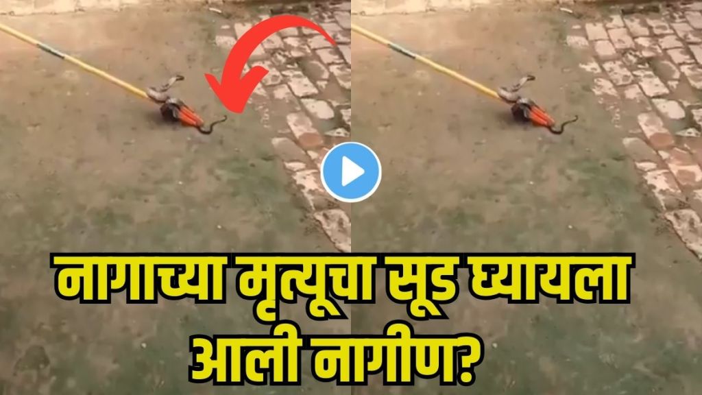 Female Snake Revenge Story