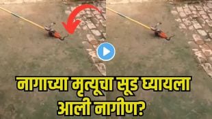 Female Snake Revenge Story