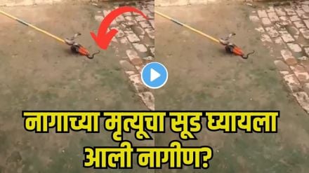 Female Snake Revenge Story Female Snake Revenge Story