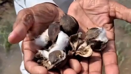 Cotton Farmers Crisis in Jalgaon Flood Aftermath