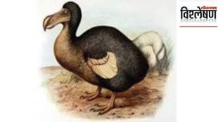 Scientists attempt resurrect extinct Dodo bird Mumbai using modern genetic techniques