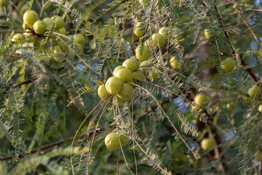 how amla can harm your hair
