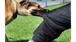 Dog bites three people in a single day in Bhandara Parsodi Tai