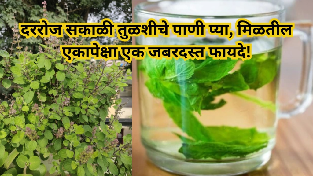 Drink Tulsi water every morning you will get more than one amazing benefits