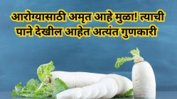 आरोग्यासाठी अमृत आहे मुळा! त्याची पाने खाल्यास झटपट साफ होईल पोट, वाचा जबरदस्त फायदे
