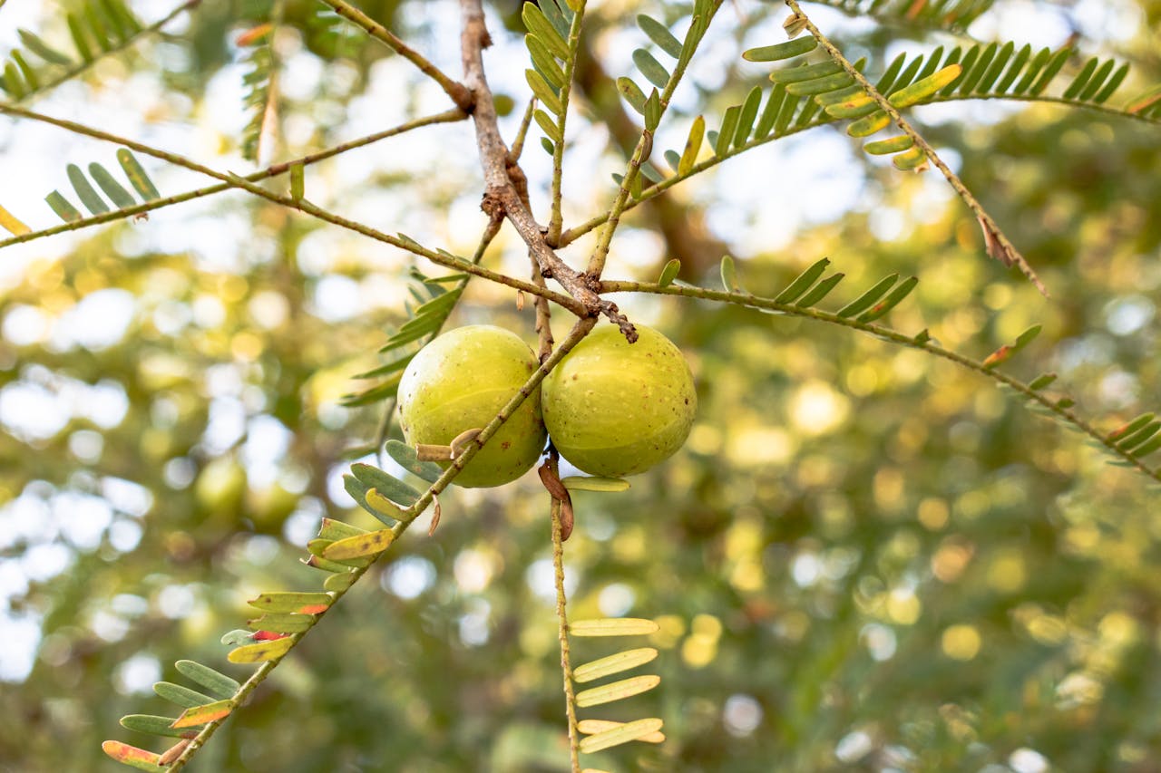 Foods To Lower Cholesterol Naturally