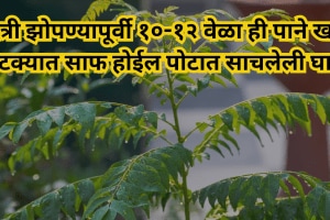 Eat curry leaves 10-12 times before going to bed at night the dirt accumulated in the stomach will be cleared in an instant