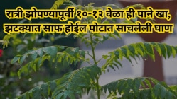 पोटात साचलेली घाण झटक्यात होईल साफ; फक्त रात्री झोपण्यापूर्वी १०-१२ वेळा ‘ही’ पाने खा! औषध न घेता, उपवास न करता