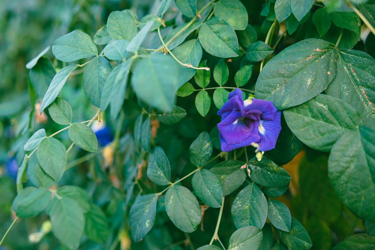 Gokarna Flower Butterfly Pea Health Benefits