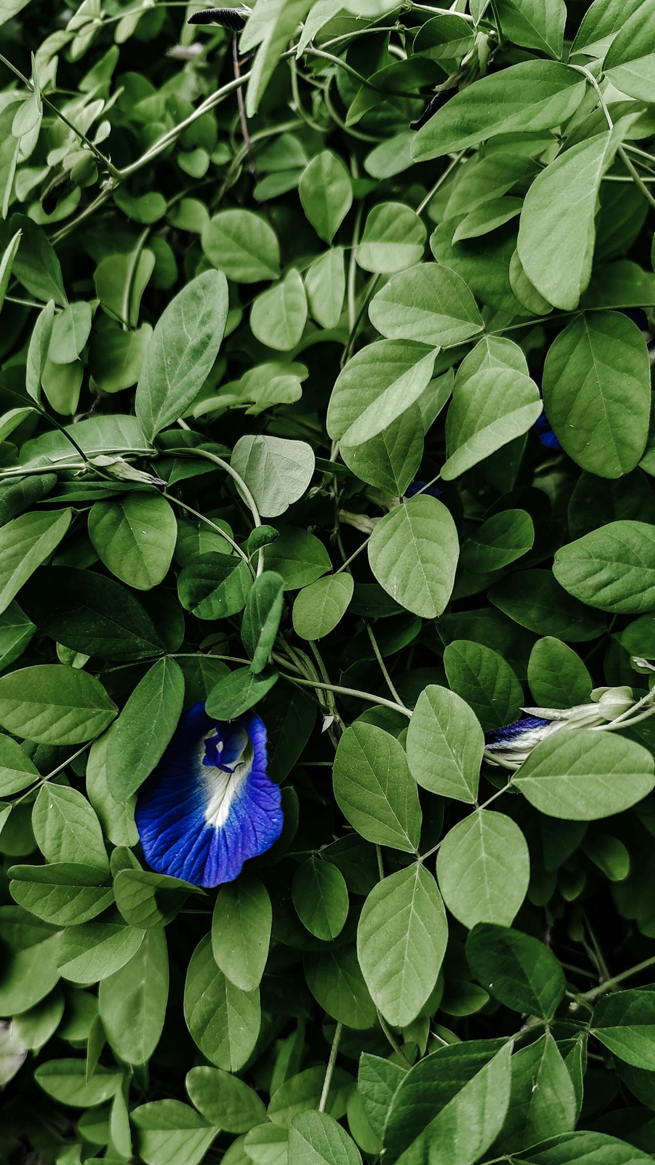 Gokarna Flower Butterfly Pea Health Benefits