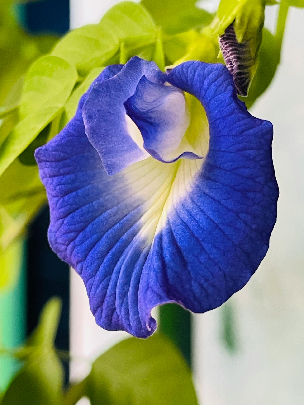 Gokarna Flower Butterfly Pea Health Benefits