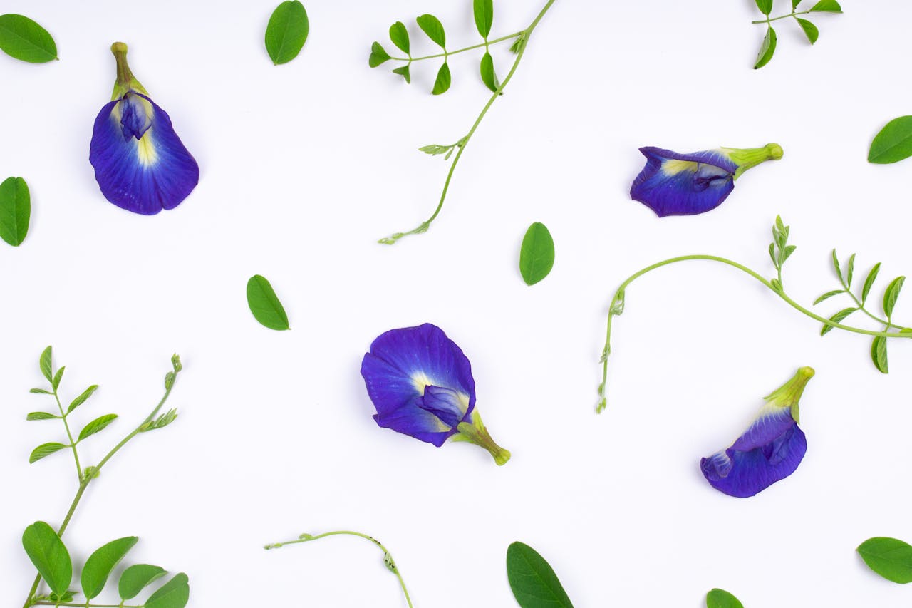 Gokarna Flower Butterfly Pea Health Benefits
