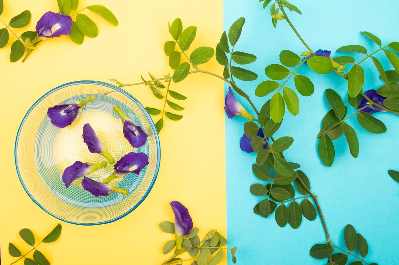 Gokarna Flower Butterfly Pea Health Benefits