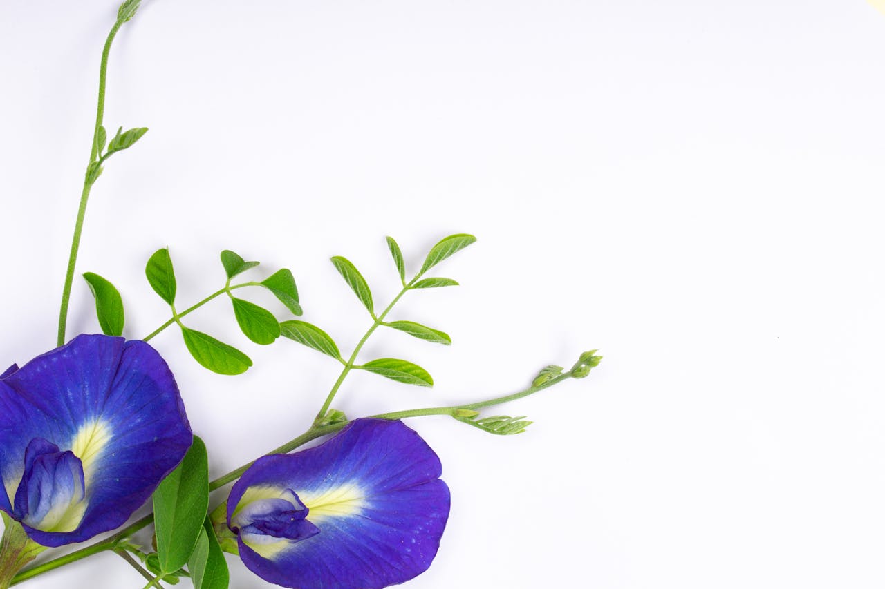 Gokarna Flower Butterfly Pea Health Benefits