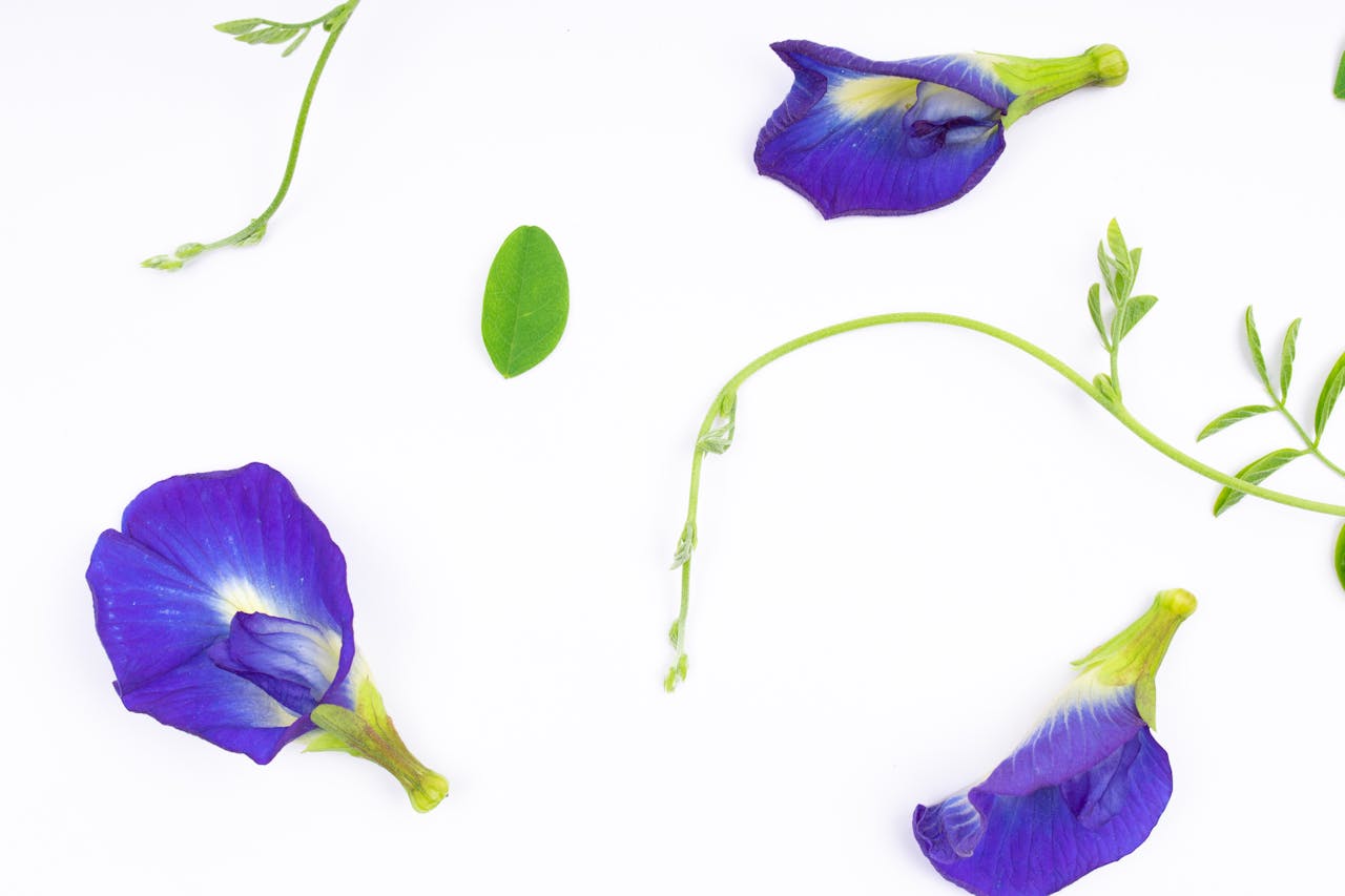 Gokarna Flower Butterfly Pea Health Benefits