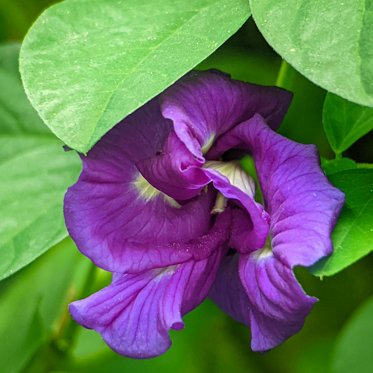 Gokarna Flower Butterfly Pea Health Benefits