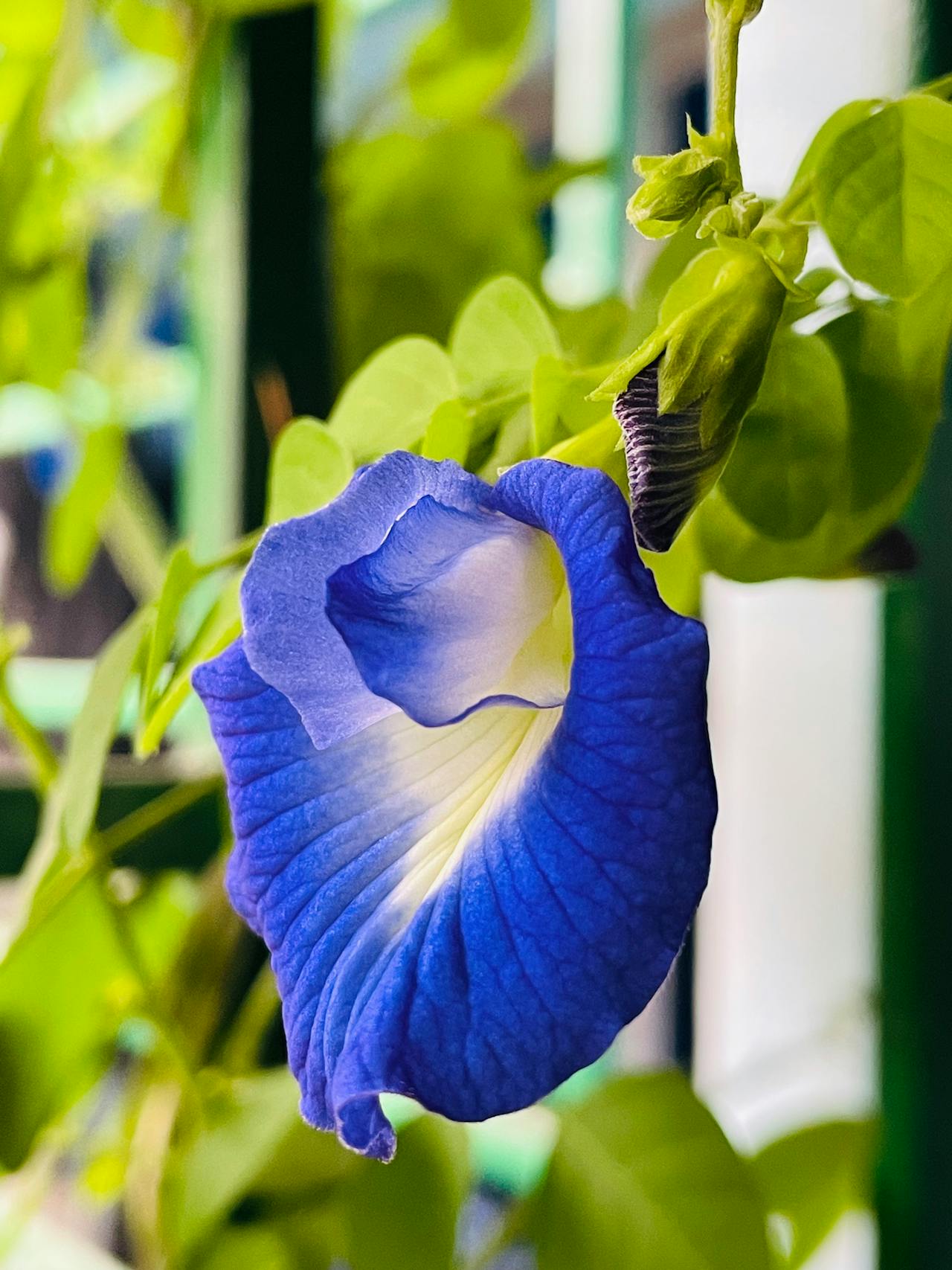 Gokarna Flower Butterfly Pea Health Benefits