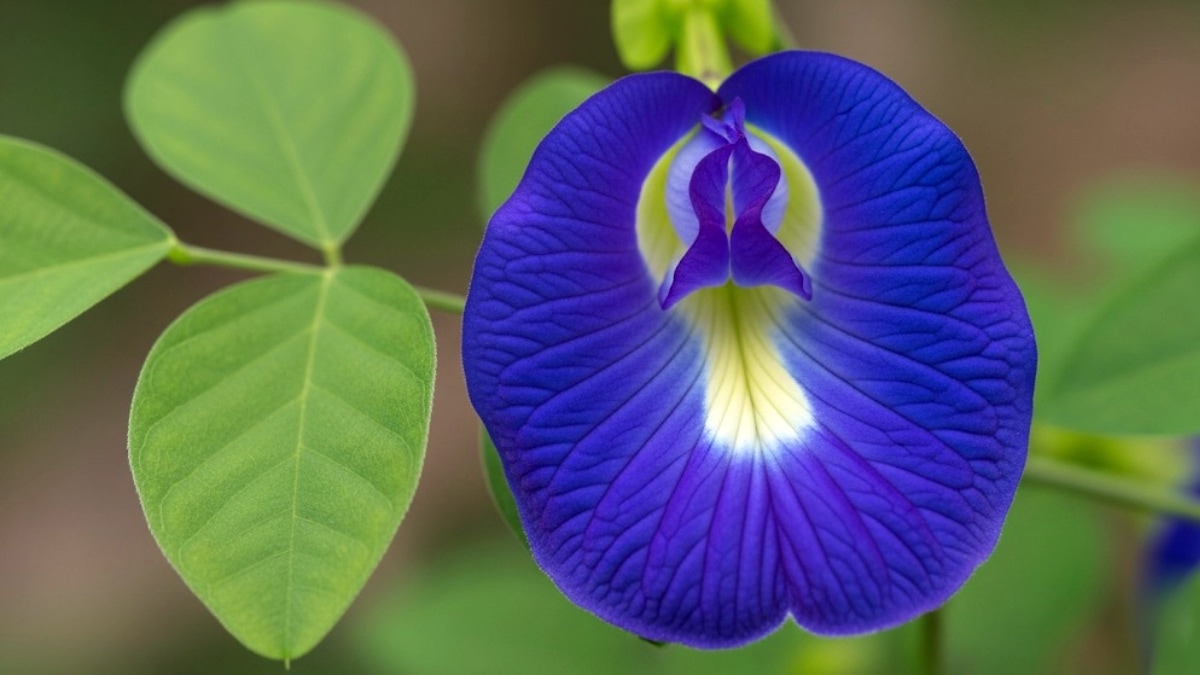 Gokarna Flower Butterfly Pea Health Benefits