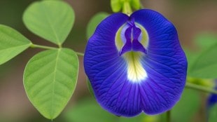 Gokarna Flower Butterfly Pea Health Benefits