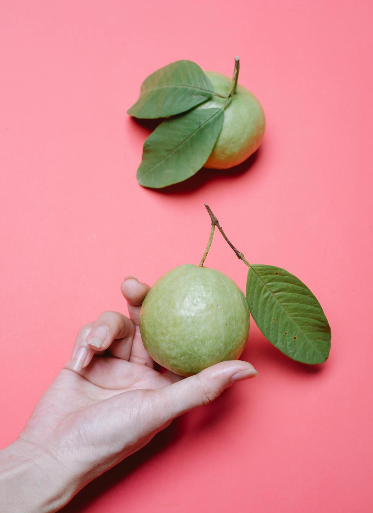 Health Benefits Of Eating Guava Leaves