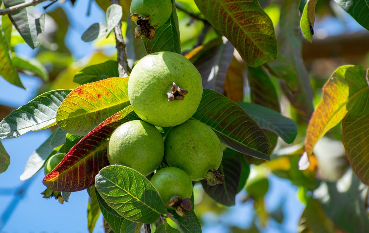 Health Benefits Of Eating Guava Leaves
