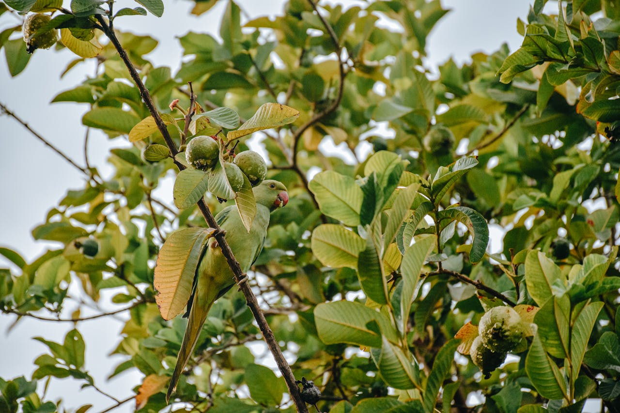Health Benefits Of Eating Guava Leaves